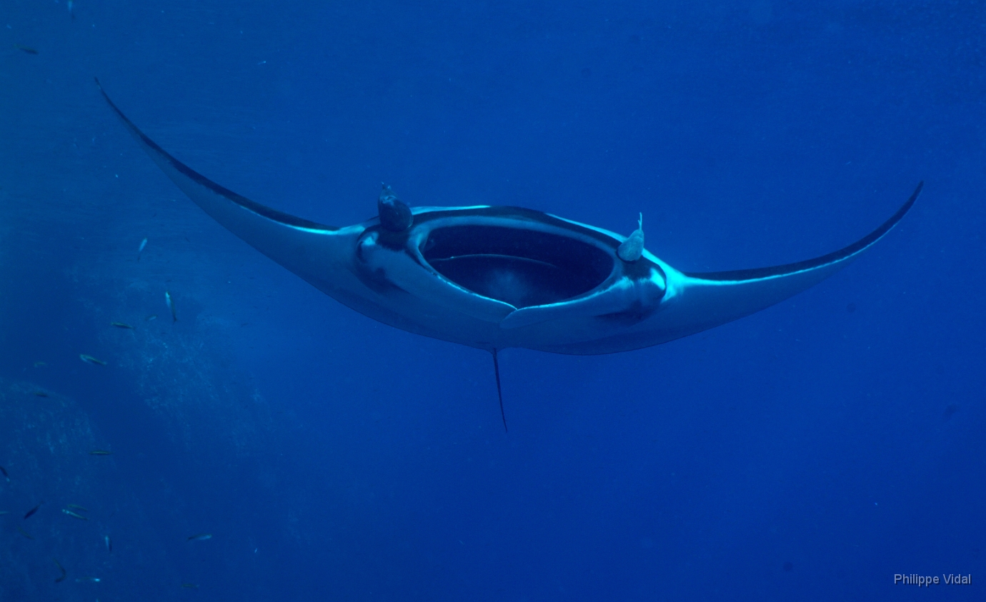 Birmanie - Mergui - 2018 - DSC02873 - Oceanic Manta Ray - Raie Manta Oceanique - Manta Biostris.JPG